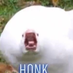 Meet your Posher, Bentlee